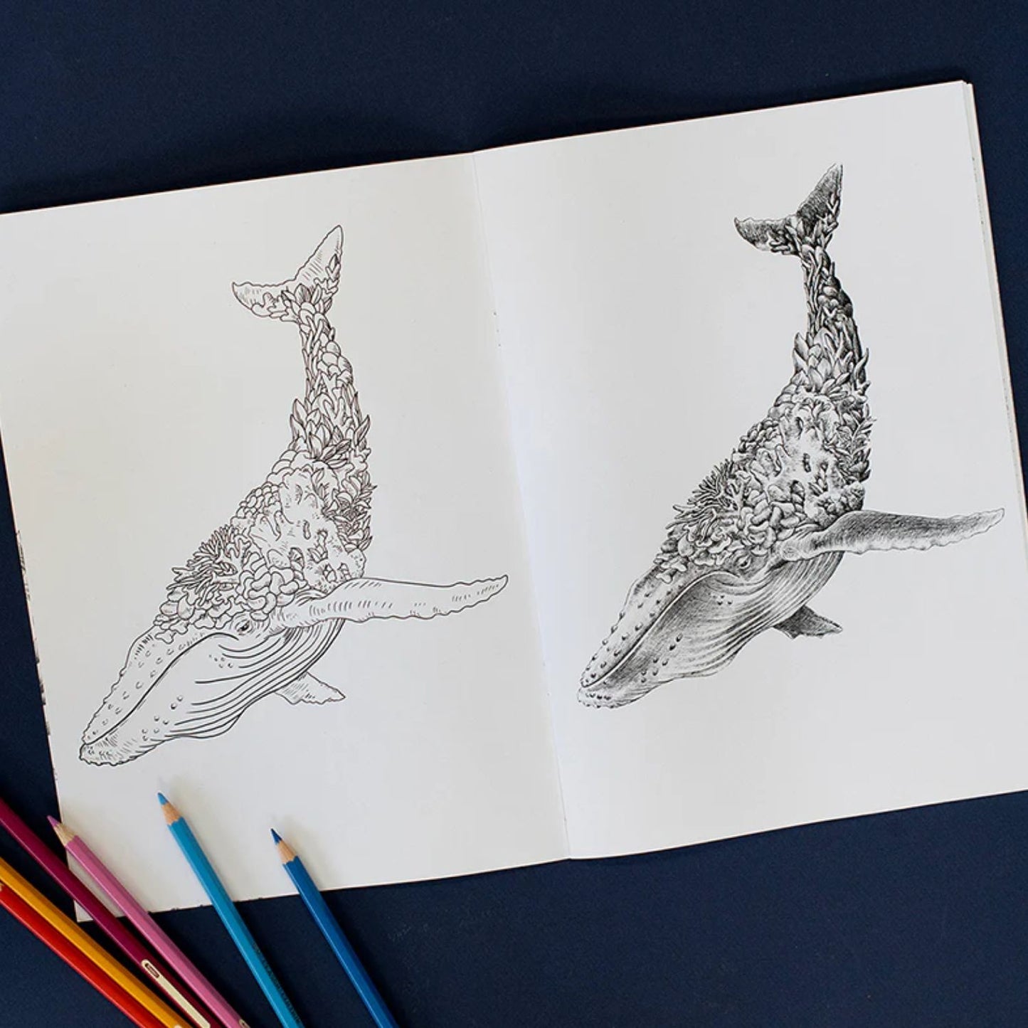 Australian Wildlife Colouring in Book