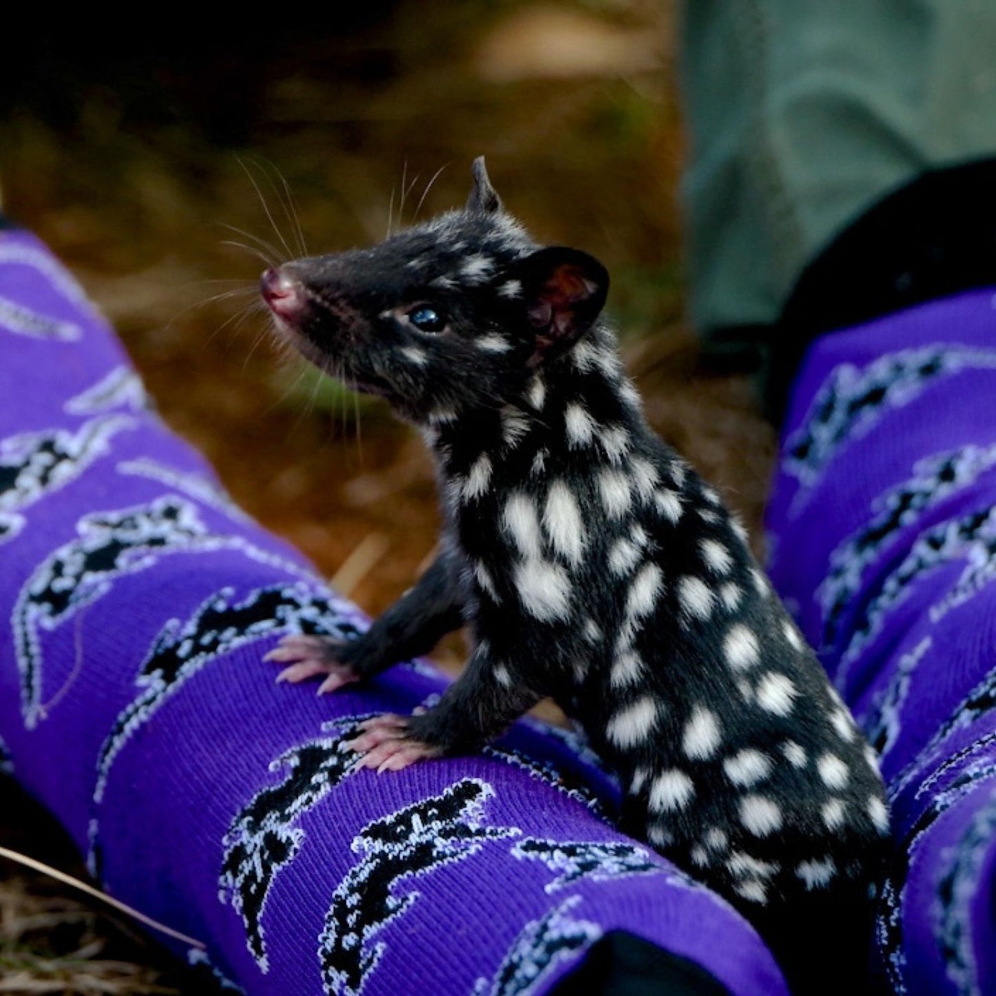 Quoll Socks