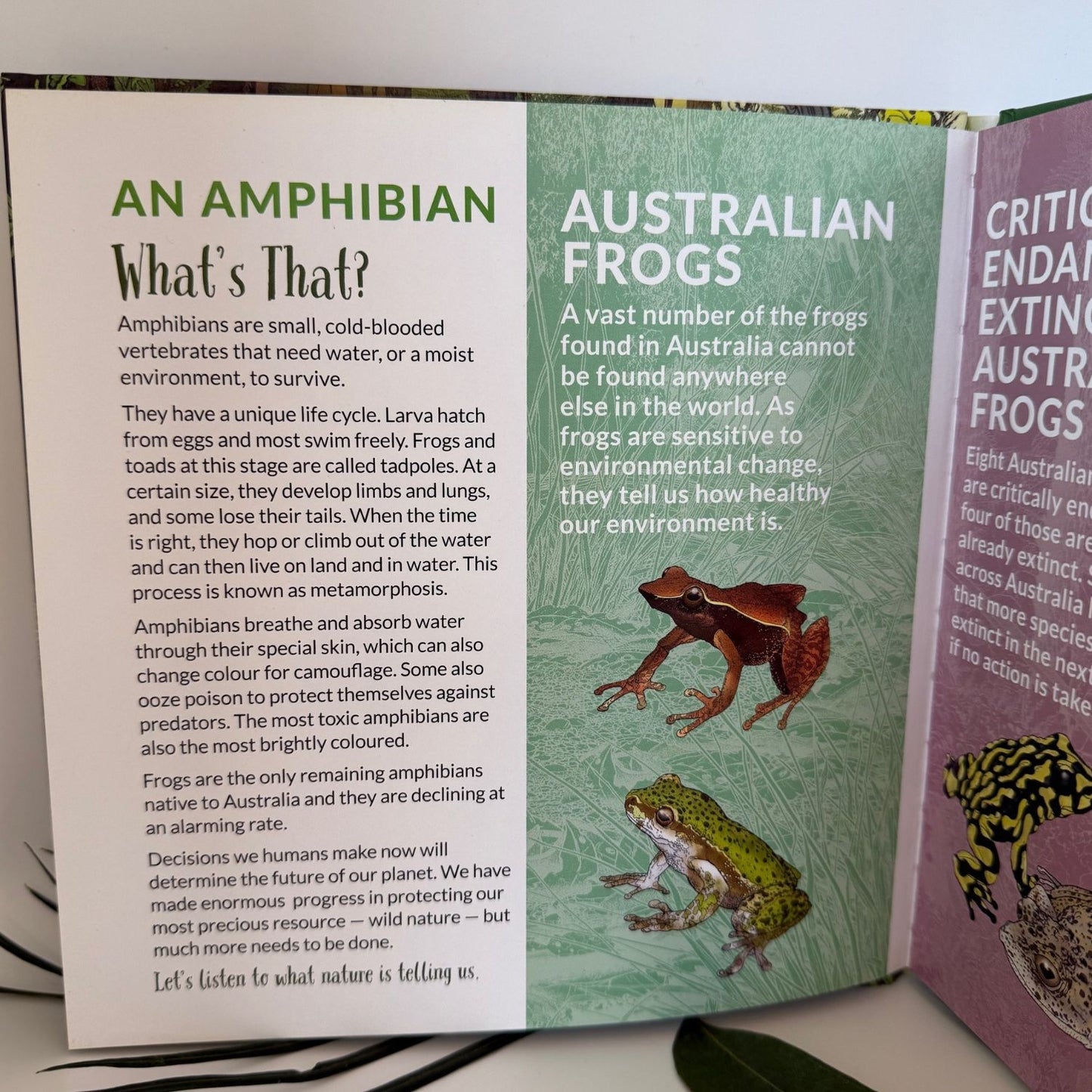 What's That Australian Frogs, Toads & Nutes