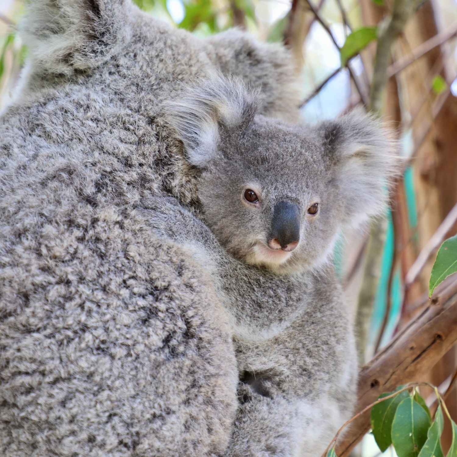 Koalas
