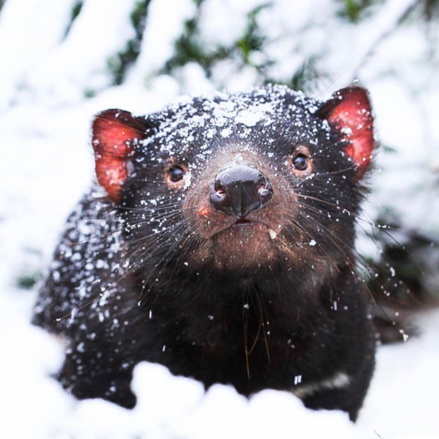 Devil Ark Tasmanian Devils – Aussie Ark