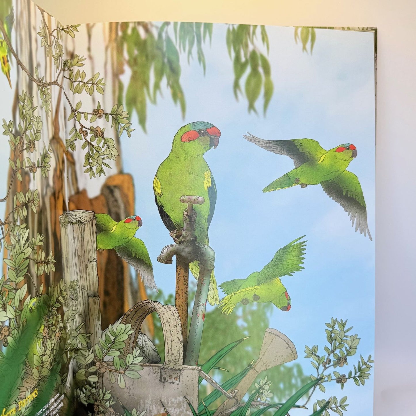 Australian Backyard Birds