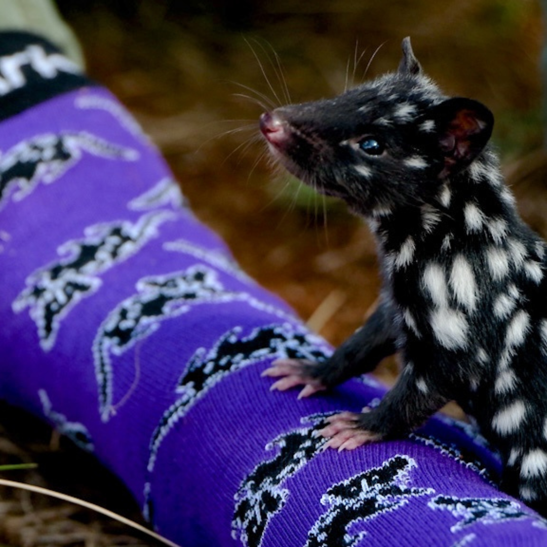 Aussie Wildlife Socks 5-Pack