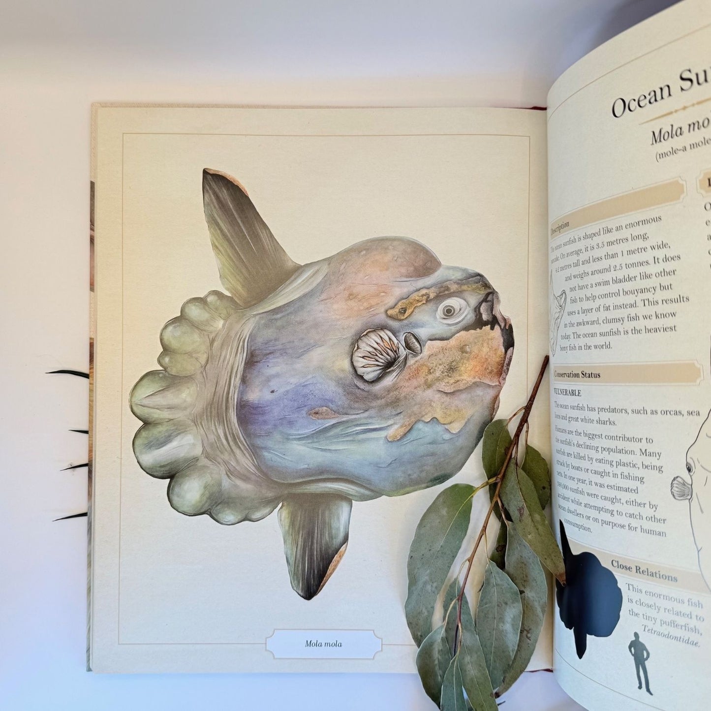 The Illustrated Encyclopaedia of Ugly Animals