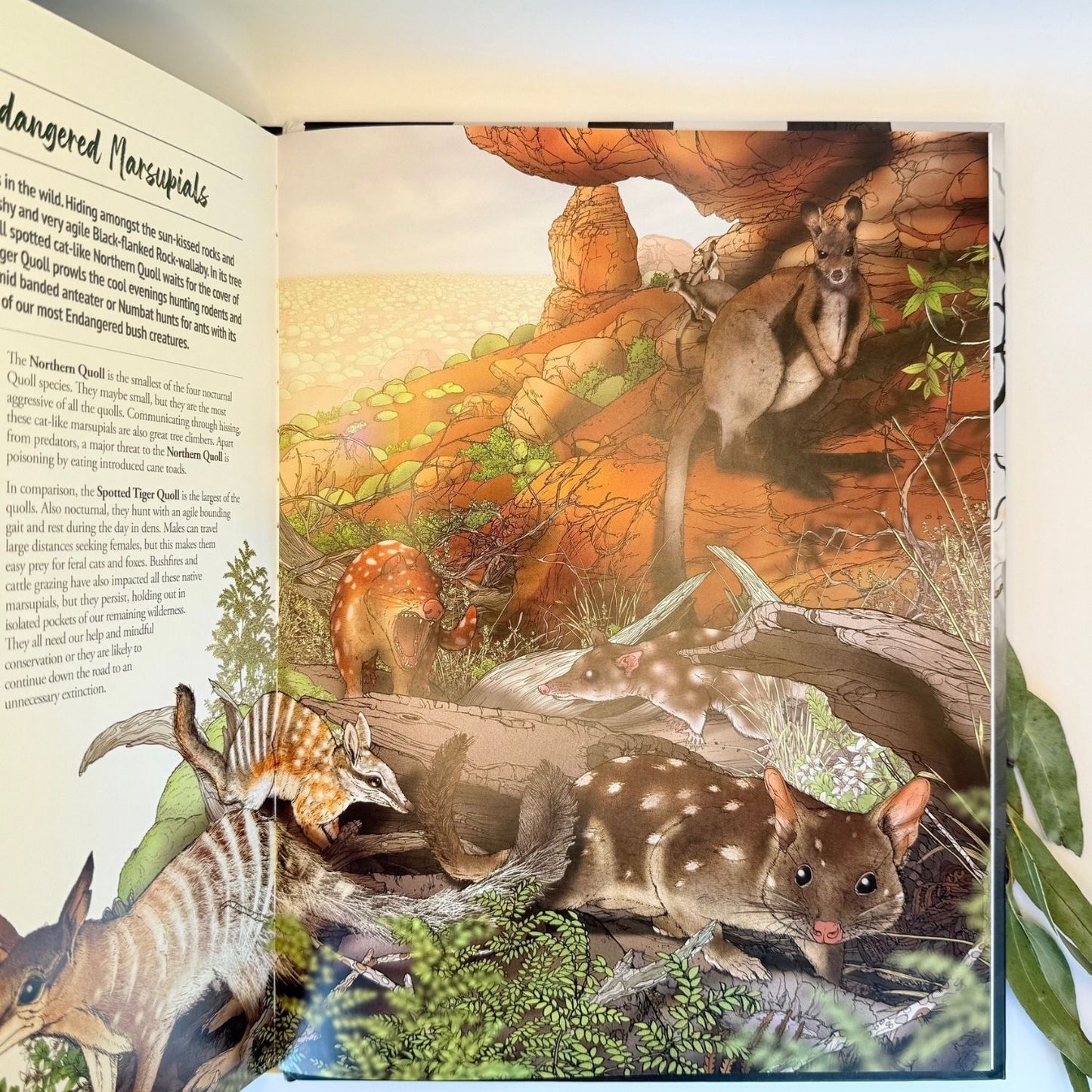 Australian Endangered Bush Creatures