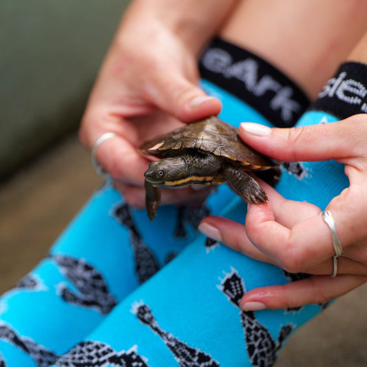 Turtle Socks