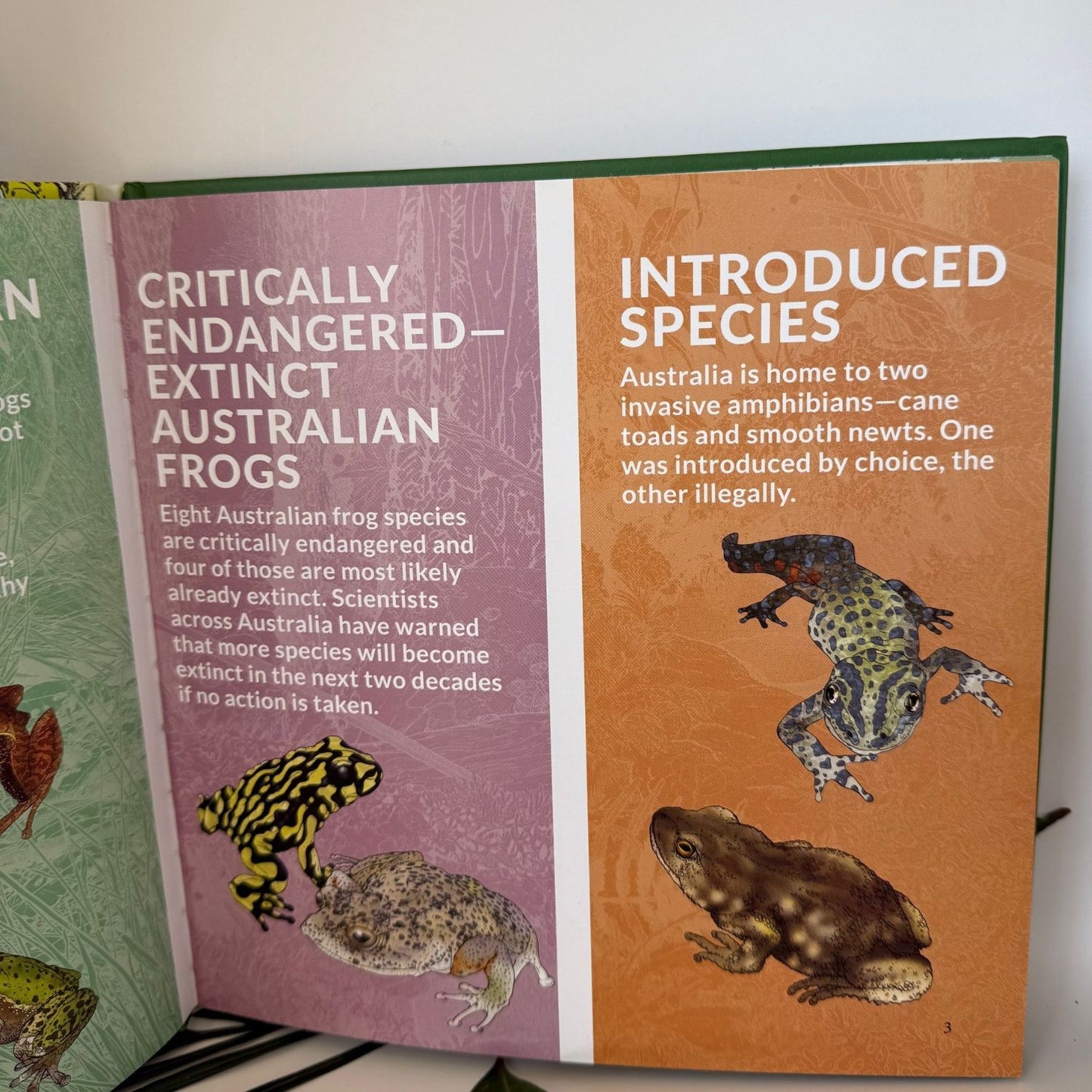 What's That Australian Frogs, Toads & Nutes