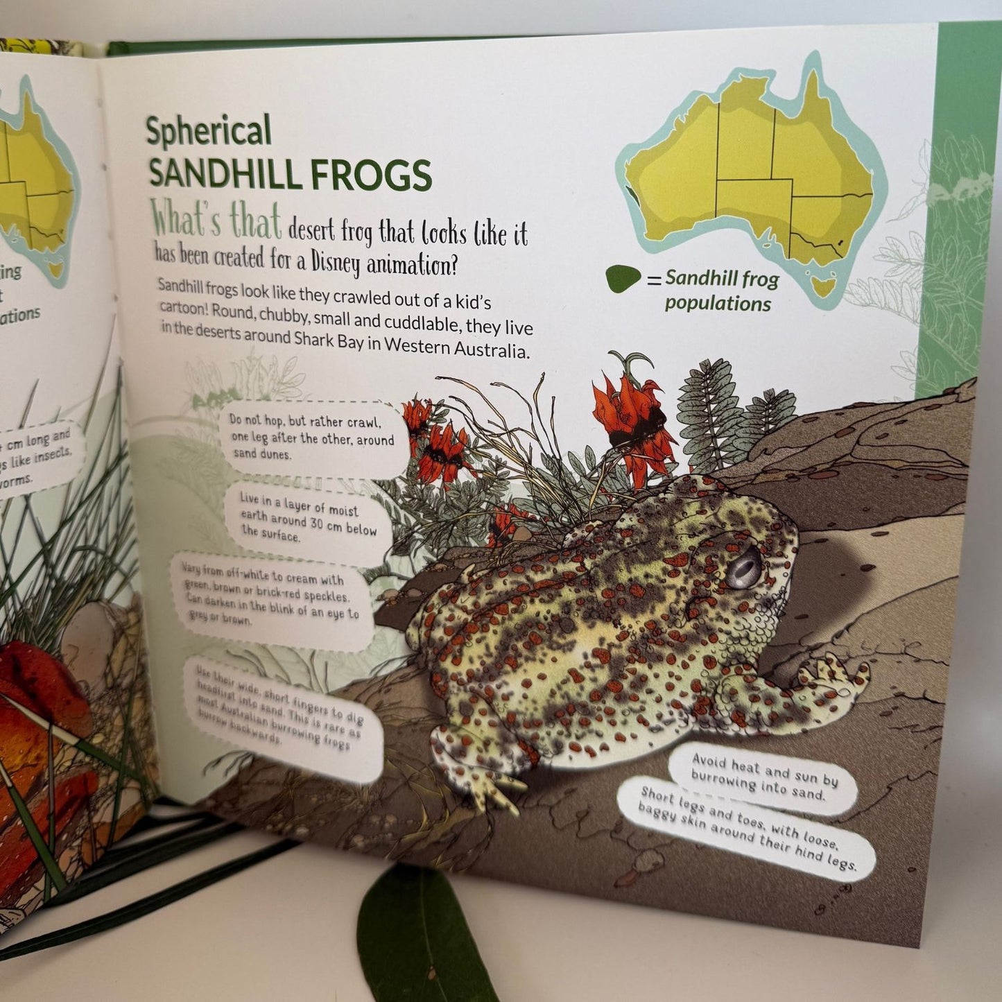 What's That Australian Frogs, Toads & Nutes