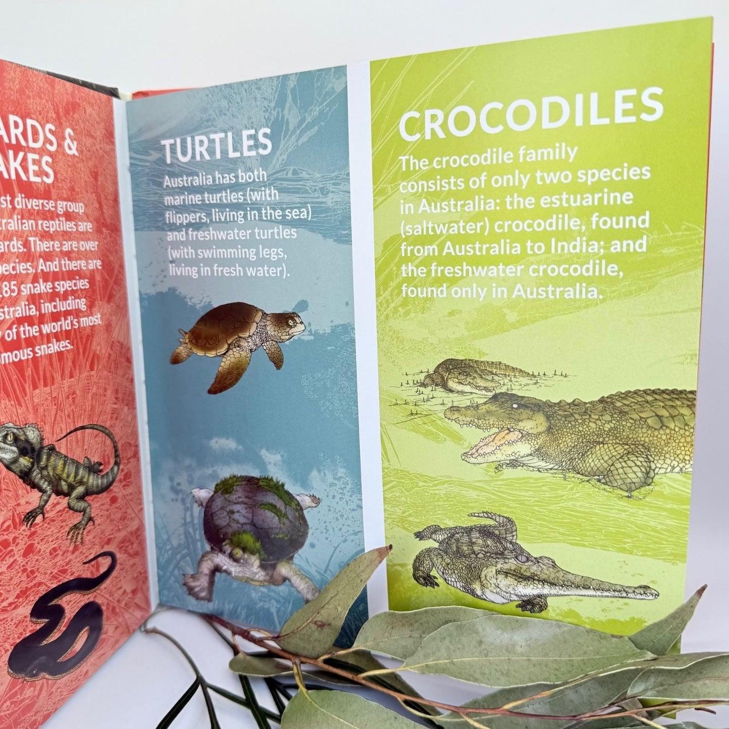 What's that? Australian Reptiles