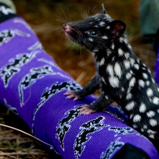 Quoll Socks